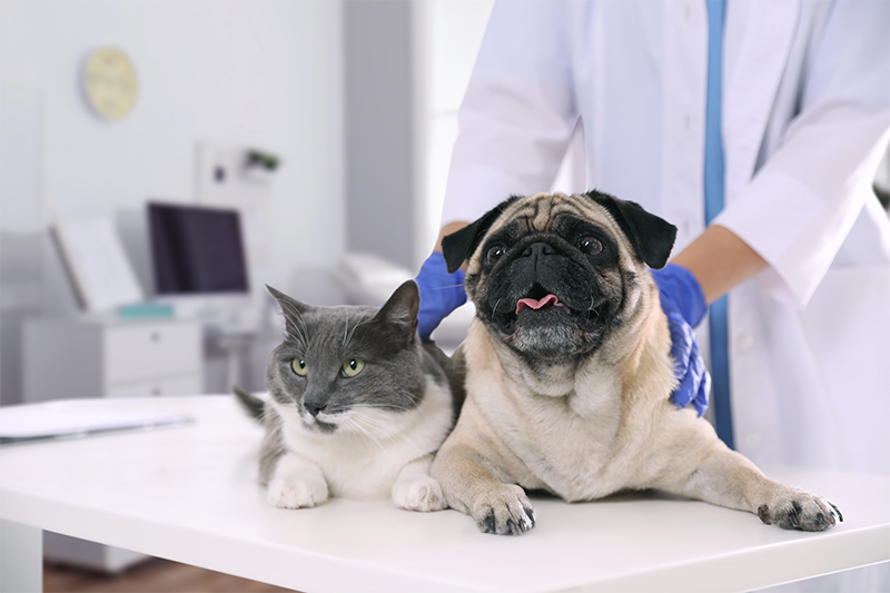 VetPetMd Vet, Veterinarian